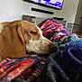 blanket, brown, cabinets, canine, colorful, comfort, cozy, dog, furniture, home, indoor, living_room, pet, relaxation, resting, sleeping, soft, television, warm, white