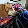 dog, sleeping, blanket, indoor, cozy, brown_and_white, close_up, resting, soft_texture, furniture, cage, living_room, relaxation, pet, comfort, home, domestic_animal, fur, ear, snout