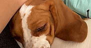 Marshall is registered to the contest to win money with this photo: dog, sleeping, brown_and_white_coat, close_up, couch, human_arm, light_blue_shirt, resting, pet, domestic_animal, cozy, relaxed, fur, face, ear, snout, indoor, companion, friendship, comfort