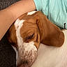 brown_and_white_coat, close_up, comfort, companion, couch, cozy, dog, domestic_animal, ear, face, friendship, fur, human_arm, indoor, light_blue_shirt, pet, relaxed, resting, sleeping, snout