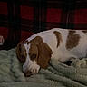 Marshall joined the competition — help win amazing prizes! dog, brown_and_white, lying_down, blanket, plaid, cozy, resting, indoor, pet, canine, fur, snout, ears, sleepy, comfort, soft, relaxed, mammal, animal, home