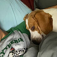 Marshall is registered to the contest to win money with this photo: dog, brown_and_white, snuggling, person, green_shirt, grey_shirt, graphic_design, indoor, couch, blanket, cozy, close_up, casual, resting, pet, companion, relaxed, portrait, animal, friendship