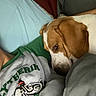animal, blanket, brown_and_white, casual, close_up, companion, couch, cozy, dog, friendship, graphic_design, green_shirt, grey_shirt, indoor, person, pet, portrait, relaxed, resting, snuggling