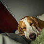animal, bedroom, blanket, brown_and_white, canine, close_up, comfort, cozy, dog, ears, face, fur, home, indoor, pet, quiet, relaxation, resting, sleeping, snout