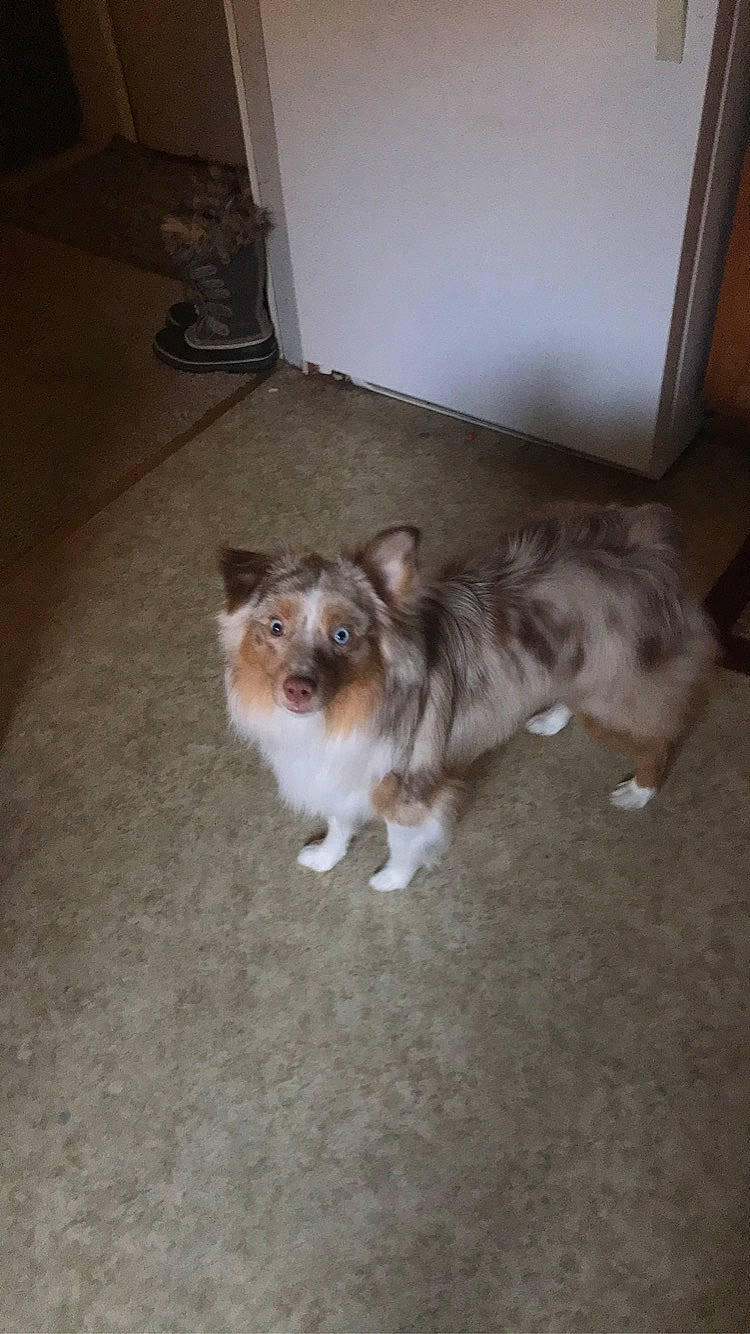 Brody joined the competition — help win amazing prizes! canidae, carnivore, companion_dog, dog, dog_breed, fawn, felidae, floor, flooring, fur, hardwood, herding_dog, small_to_medium_sized_cats, sporting_group, tail, terrestrial_animal, toy_dog, whiskers, wood, working_animal