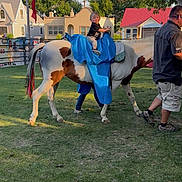 Jasper joined the competition — help win amazing prizes! child, toddler, horse, animal, outdoor, grass, people, adult, tree, building, blue_cloth, sunlight, smile, walking, pet, fence, daytime, playful, fun, recreation