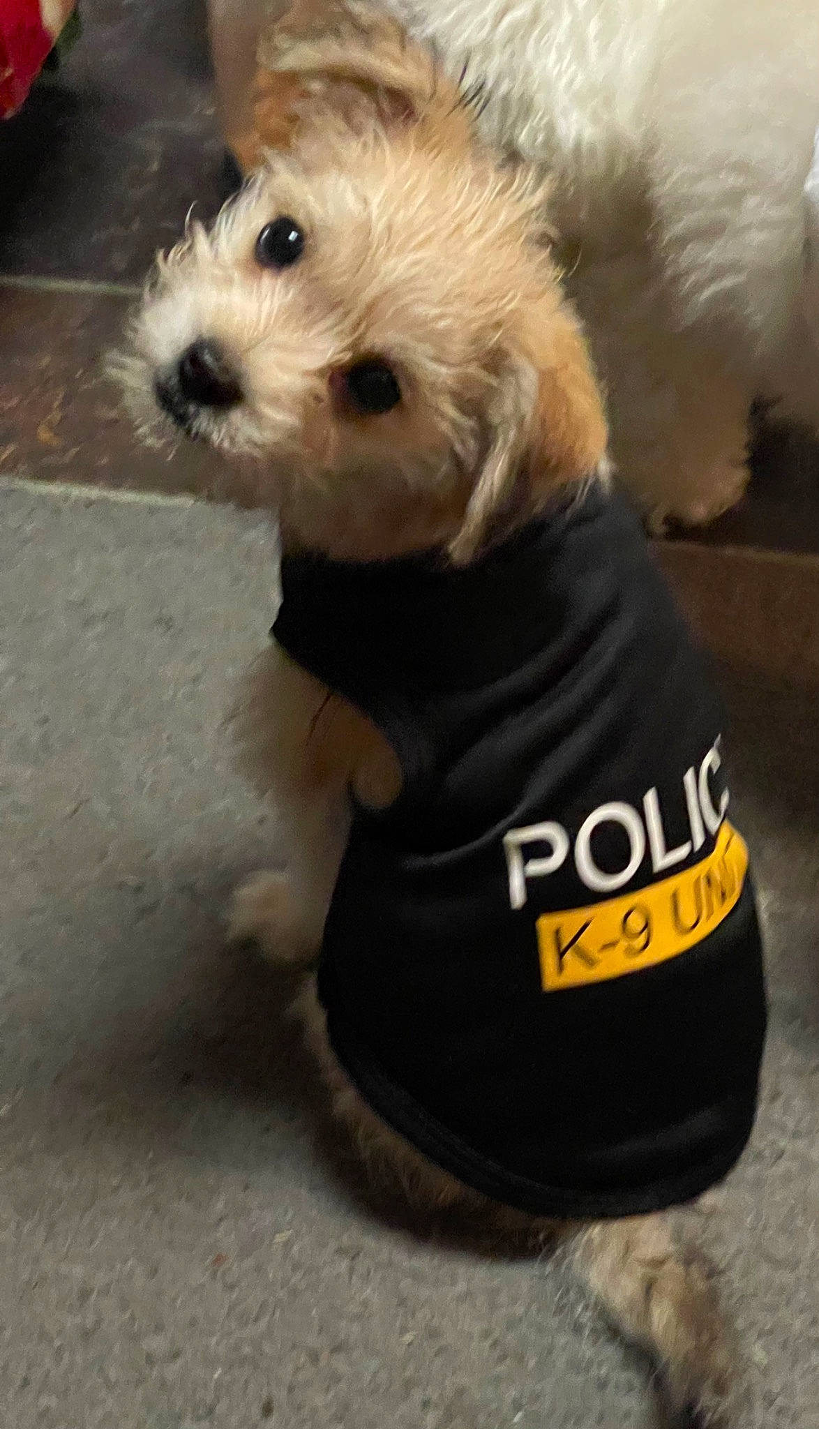 Scooby is registered to the contest to win money with this photo: carnivore, collar, companion_dog, dog, dog_breed, dog_clothes, dog_collar, dog_supply, fashion_accessory, fawn, firefighter, fur, leash, personal_protective_equipment, pet_supply, puppy_love, small_terrier, terrier, toy_dog, working_animal