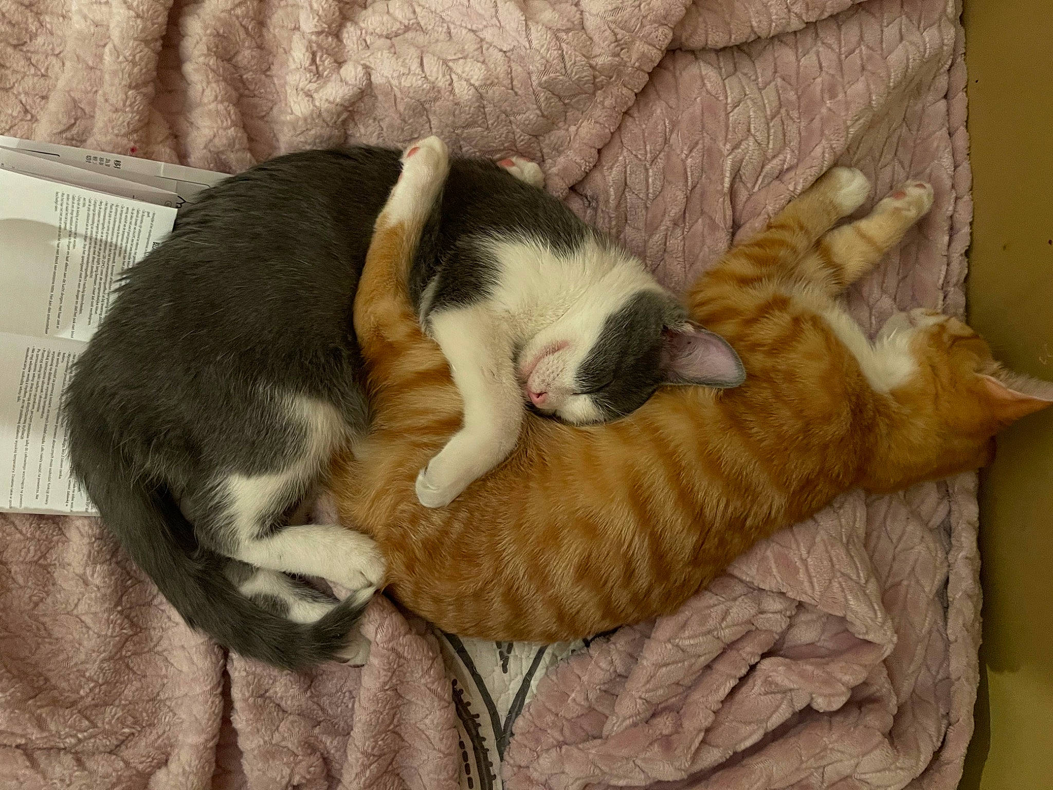 Cheddar is registered to the contest to win money with this photo: carnivore, cat, cat_bed, cat_supply, comfort, companion_dog, dog_breed, domestic_short_haired_cat, fawn, felidae, fur, linens, mammal, paw, small_to_medium_sized_cats, snout, tail, vertebrate, whiskers, wood