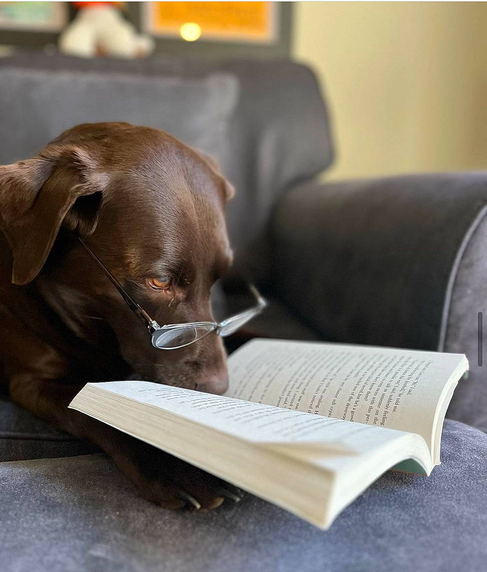 Estes joined the competition — help win amazing prizes! book, canidae, carnivore, comfort, companion_dog, couch, dog, dog_breed, fawn, gun_dog, linens, liver, office_equipment, paper_product, publication, reading, sporting_group, wood, working_animal