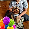 Chocolate is registered to the contest to win money with this photo: balloons, birthday, boy, casual_clothing, celebration, child, cute, decor, digital_overlay, dog, glasses, happy, home, indoor, pet, portrait, sitting, smiling, wooden_floor, young