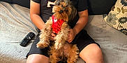 Chocolate is registered to the contest to win money with this photo: black_shirt, boy, casual, child, couch, dog, furniture, glasses, home, indoor, leisure, pet, pillow, portrait, red_outfit, relaxed, remote_control, sitting, smile, wooden_floor