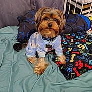 Chocolate joined the competition — help win amazing prizes! bed, blanket, blue, bones, collar, colorful, cozy, cute, dog, fabric, fur, home, indoor, pajamas, paw_prints, pet, pillow, resting, sleepwear, small_dog