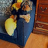 Chocolate is registered to the contest to win money with this photo: armrest, black_clothing, couch, cushion, cute, decor, dog, domestic_animal, fur, furniture, indoor, living_room, pet, plush, relaxed, small_dog, sparkles, wooden_dresser, wooden_floor, yellow