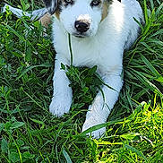 Azur a rejoint le concours — aidez-le/la à gagner de superbes lots ! puppy, dog, grass, outdoor, nature, greenery, young, animal, cute, pet, laying, fur, ears, nose, eyes, sunlight, leaf, plant, relaxed, summer