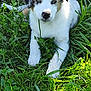Azur participe au concours pour gagner de l'argent avec cette photo : puppy, dog, grass, outdoor, nature, greenery, young, animal, cute, pet, laying, fur, ears, nose, eyes, sunlight, leaf, plant, relaxed, summer