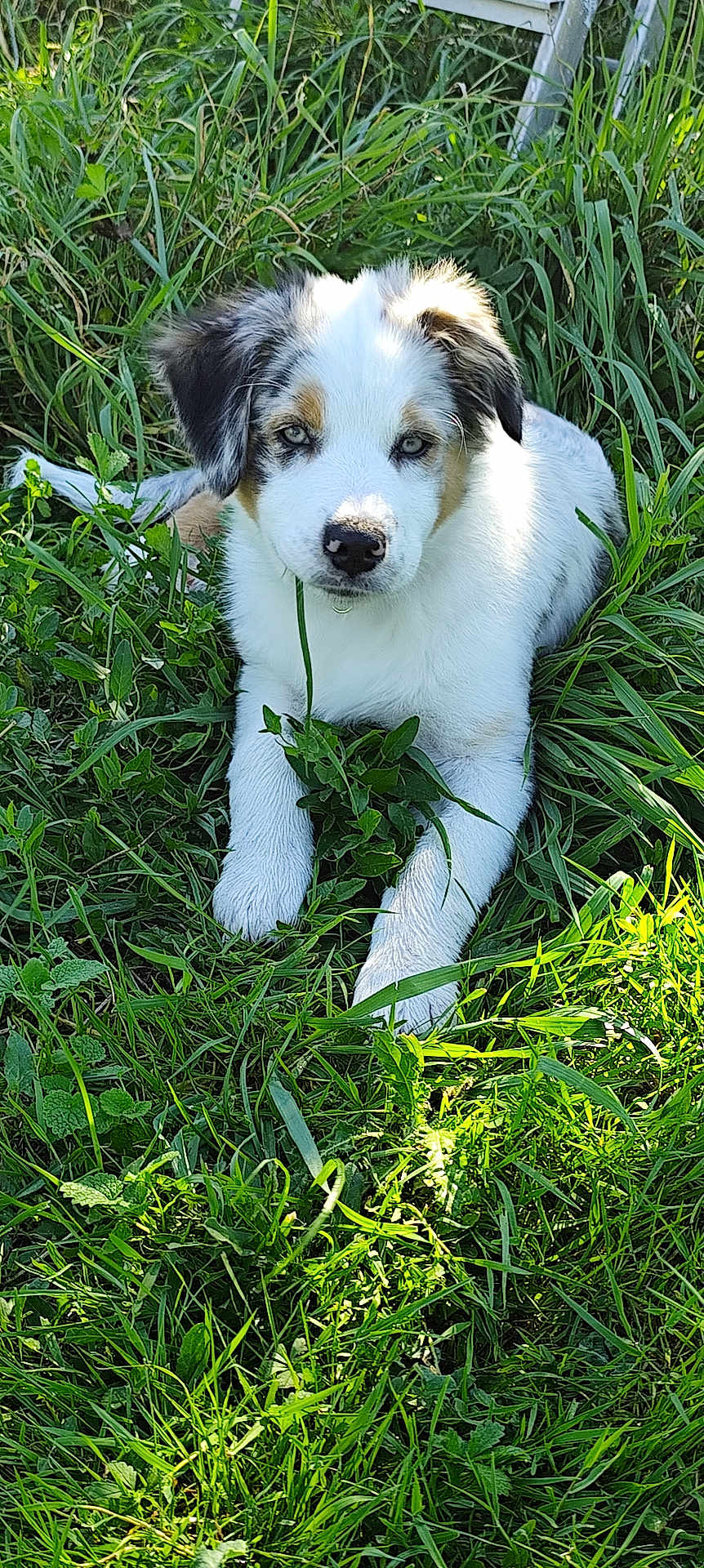 Azur