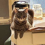 Doc is registered to the contest to win money with this photo: animal, cat, counter, curious, domestic, feline, fur, gray_cat, household, indoor, kitchen, looking, mammal, paws, pet, relaxed, resting, sunlight, tabby, window