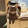 animal, cat, counter, curious, domestic, feline, fur, gray_cat, household, indoor, kitchen, looking, mammal, paws, pet, relaxed, resting, sunlight, tabby, window