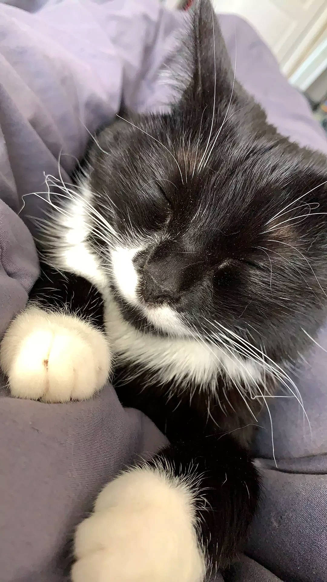 Prune a rejoint le concours — aidez-le/la à gagner de superbes lots ! carnivore, cat, claw, comfort, domestic_short_haired_cat, felidae, flooring, foot, fur, human_leg, monochrome, monochrome_photography, nap, nose, paw, small_to_medium_sized_cats, snout, tail, whiskers, white