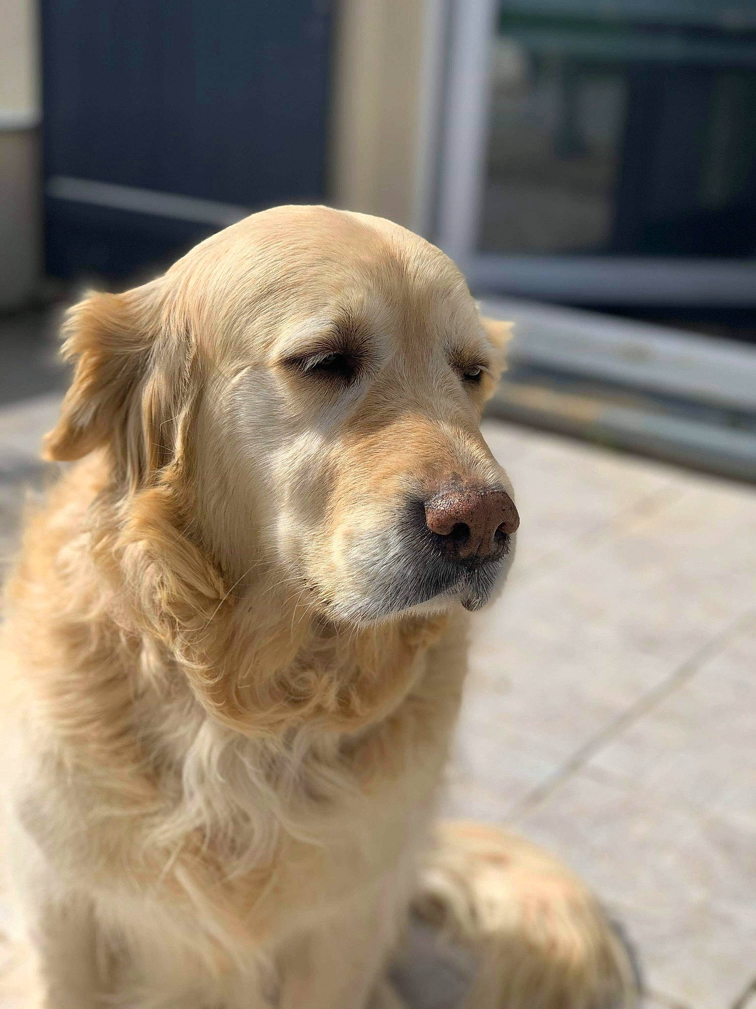 Hawai participe au concours pour gagner de l'argent avec cette photo : biting, canidae, carnivore, companion_dog, dog, dog_breed, fawn, fur, golden_retriever, gun_dog, pet_supply, retriever, snout, sporting_group, terrestrial_animal, whiskers, working_animal, working_dog