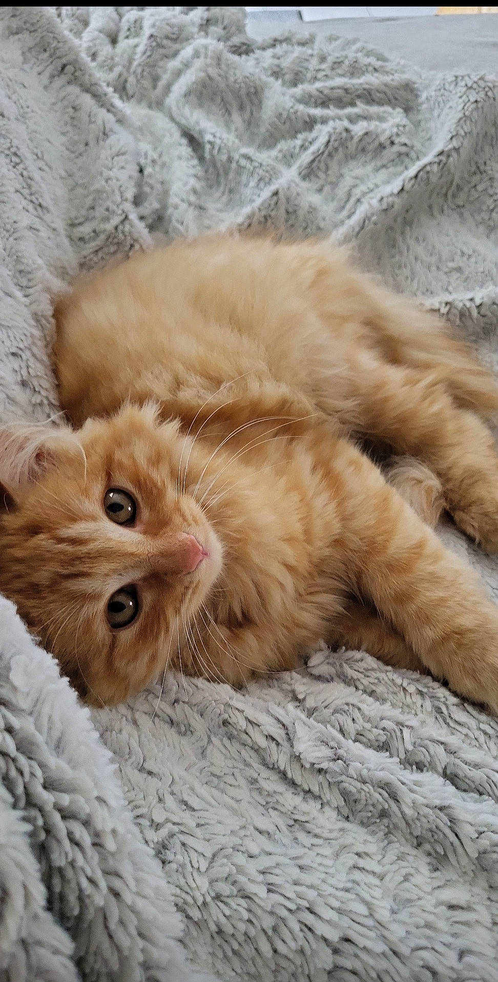 Nala a rejoint le concours — aidez-le/la à gagner de superbes lots ! british_longhair, carnivore, cat, claw, comfort, domestic_short_haired_cat, eye, fawn, felidae, fur, nap, paw, sleep, small_to_medium_sized_cats, snout, tail, terrestrial_animal, whiskers, wood