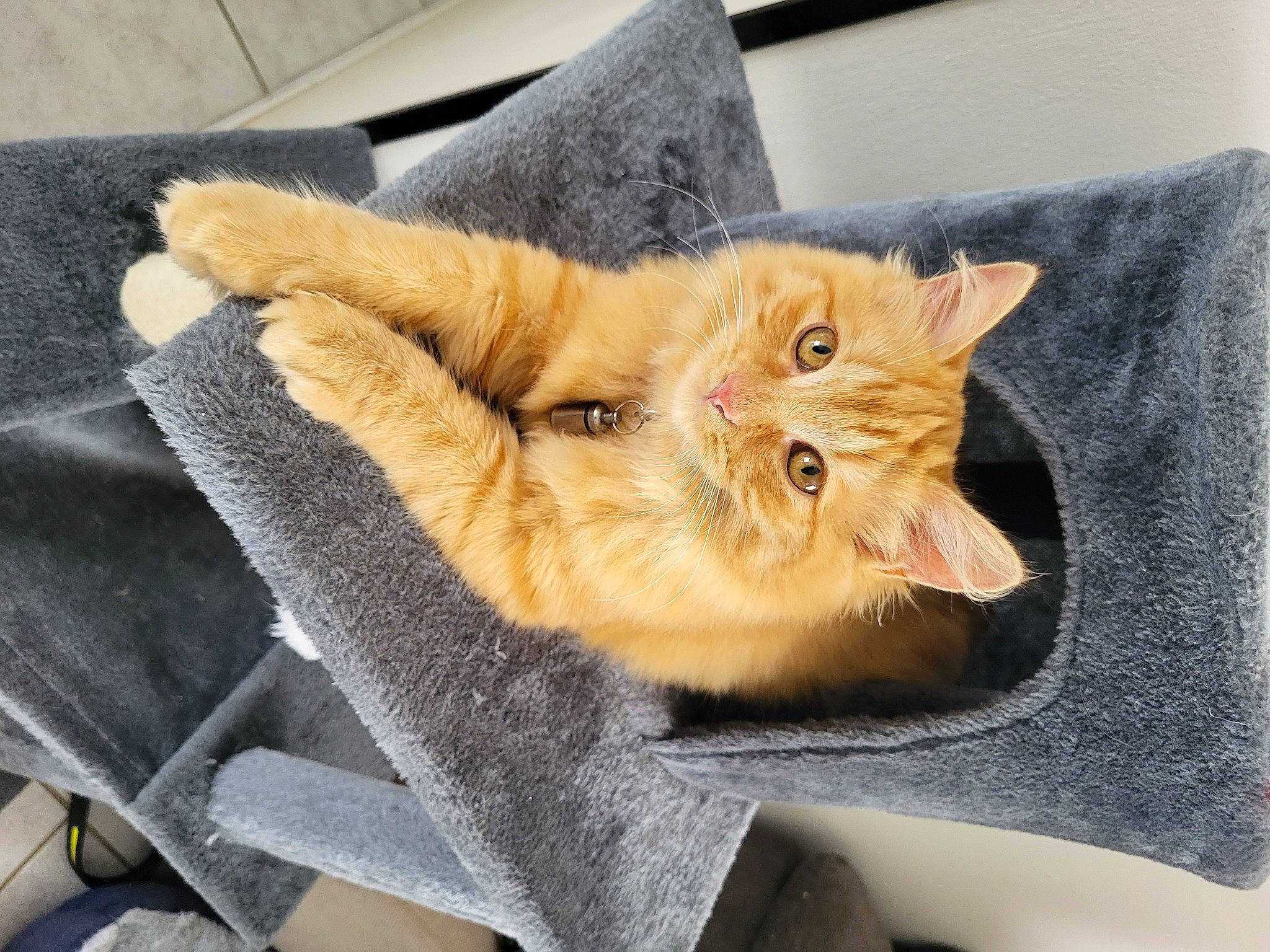 Nala participe au concours pour gagner de l'argent avec cette photo : carnivore, cat, chair, claw, comfort, domestic_short_haired_cat, fawn, felidae, fur, paw, plant, small_to_medium_sized_cats, tail, whiskers