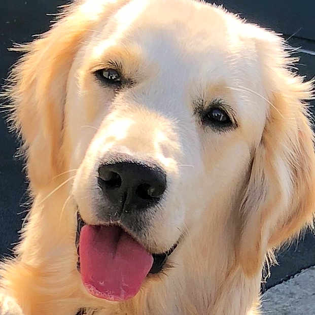 Nola a rejoint le concours — aidez-le/la à gagner de superbes lots ! dog, golden_retriever, pet, animal, canine, portrait, closeup, tongue_out, happy, friendly, fluffy, fur, sunlight, outdoor, face, smiling, mammal, cute, domestic_animal, companion