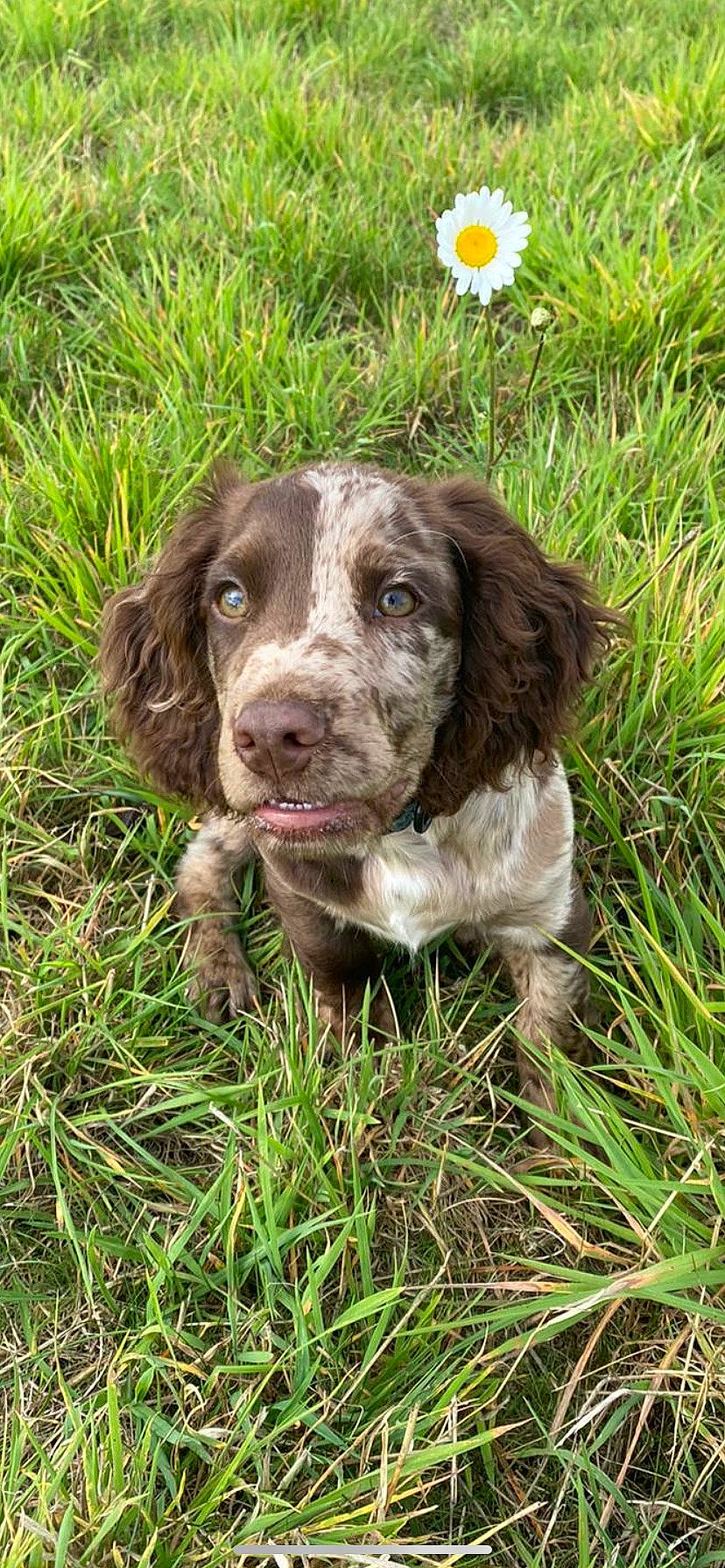 Albie joined the competition — help win amazing prizes! canidae, carnivore, companion_dog, dog, dog_breed, flower, grass, groundcover, gun_dog, hunting_dog, liver, plant, snout, spaniel, sporting_group, terrestrial_animal