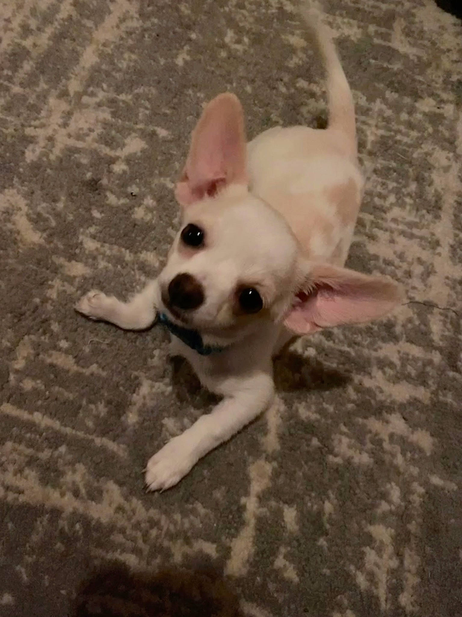 Macaria joined the competition — help win amazing prizes! canidae, carnivore, chihuahua, companion_dog, dog, dog_breed, eye, fawn, head, mammal, paw, puppy, snout, sporting_group, tail, terrestrial_animal, terrier, toy_dog, vertebrate, working_animal