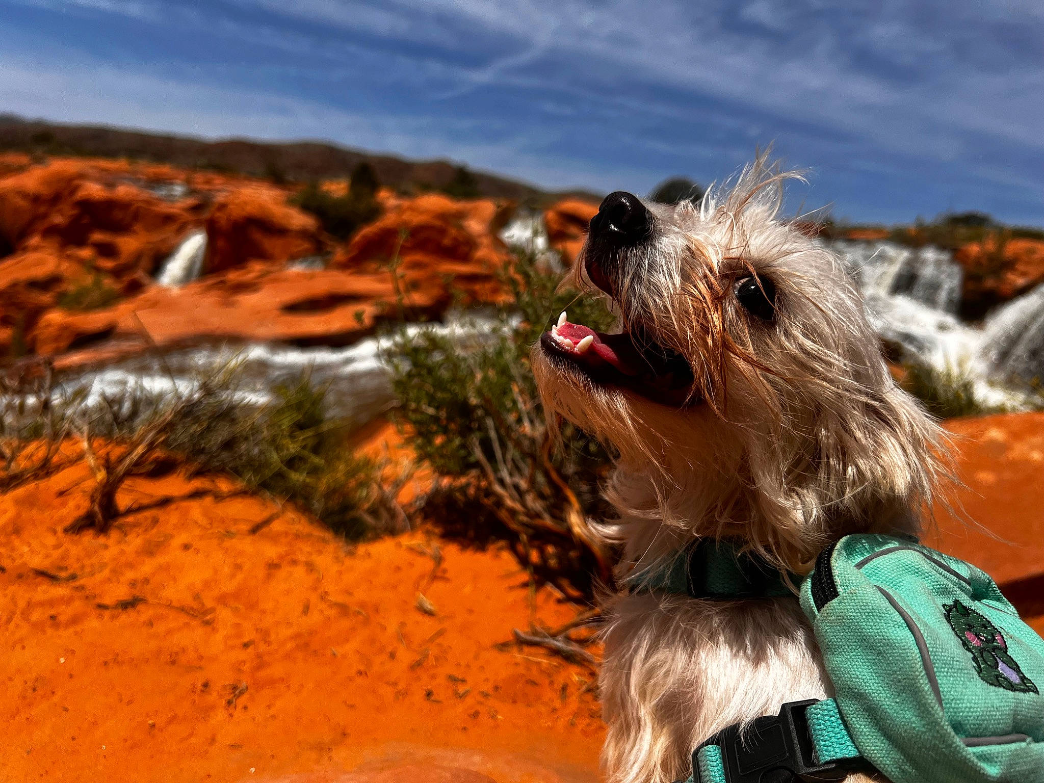 Persephone is registered to the contest to win money with this photo: airedale_terrier, canidae, carnivore, cloud, companion_dog, dog, dog_breed, dog_supply, fawn, fur, lakeland_terrier, landscape, ocean, sky, small_terrier, sporting_group, terrier, toy_dog, wire_hair_fox_terrier, working_animal