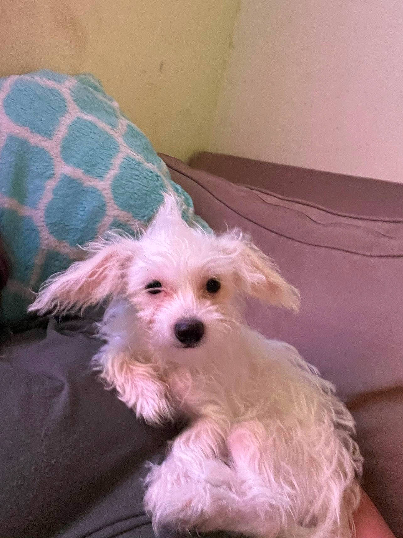 Persephone is registered to the contest to win money with this photo: canidae, carnivore, companion_dog, dog, dog_breed, dog_supply, fur, maltepoo, non_sporting_group, pattern, small_terrier, sporting_group, terrier, toy_dog, water_dog, working_animal, yorkipoo