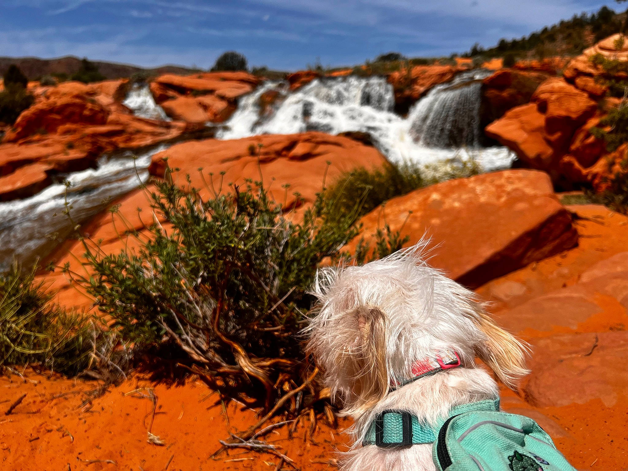 Persephone joined the competition — help win amazing prizes! bedrock, carnivore, cloud, companion_dog, dog, dog_breed, dog_supply, fawn, formation, geology, grass, landscape, leash, natural_landscape, plant, rock, sky, toy_dog, waterfall, working_animal