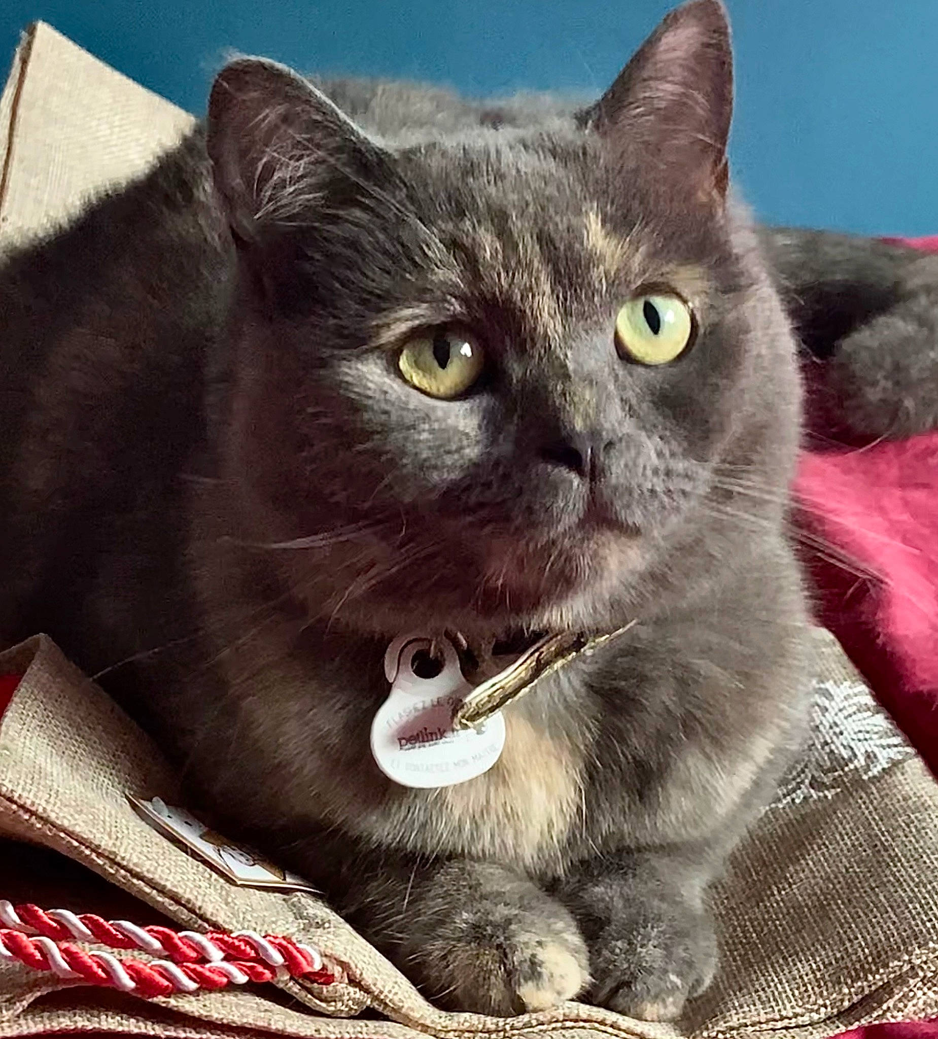 Pearl a rejoint le concours — aidez-le/la à gagner de superbes lots ! carnivore, cat, cat_supply, comfort, domestic_short_haired_cat, fang, felidae, fur, grey, photo_caption, small_to_medium_sized_cats, snout, terrestrial_animal, whiskers