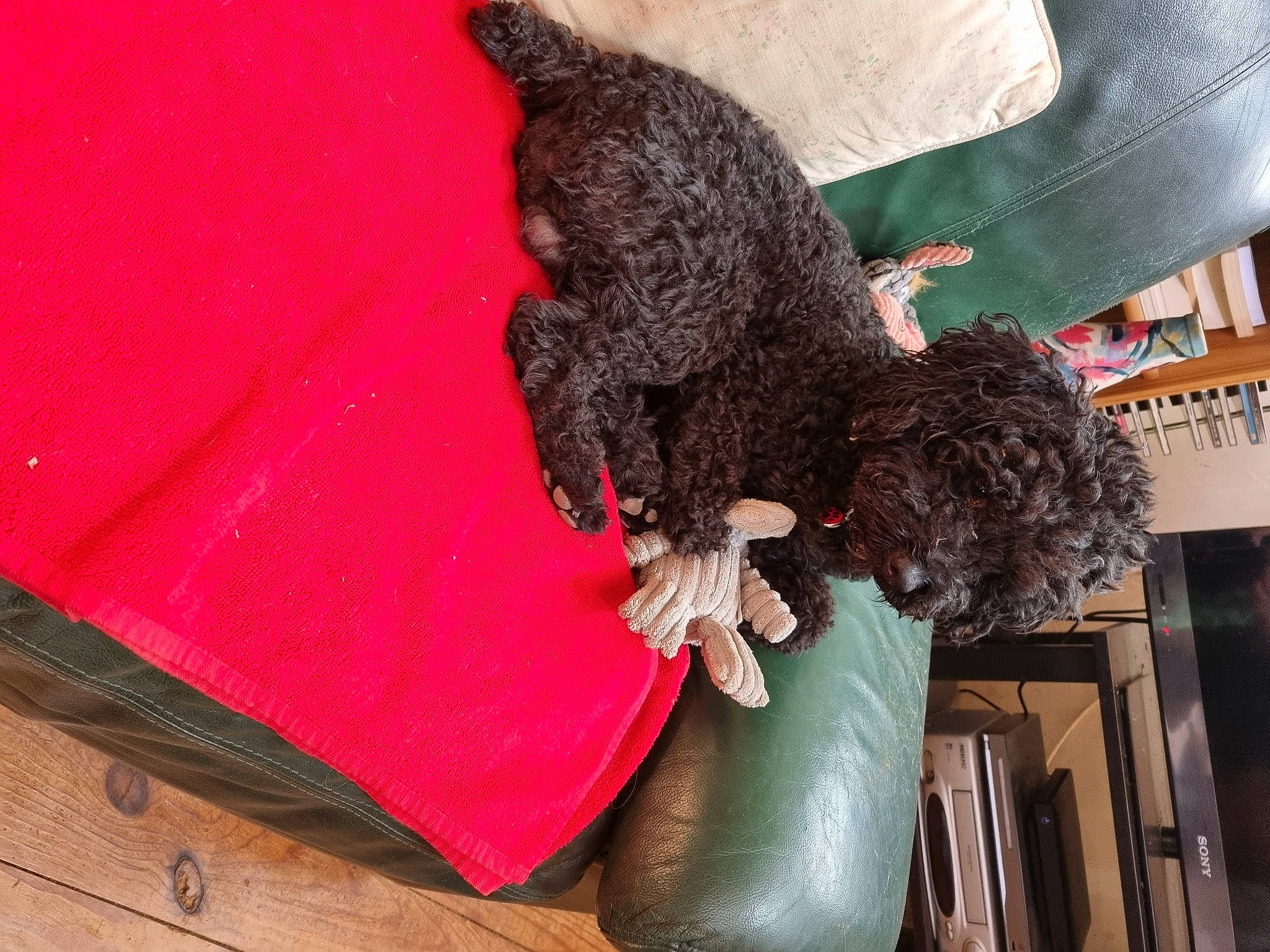 Nino participe au concours pour gagner de l'argent avec cette photo : canidae, carnivore, comfort, companion_dog, dog, dog_breed, fur, labradoodle, magenta, poodle, portuguese_water_dog, sporting_group, standard_poodle, teddy_bear, terrier, textile, thigh, toy_dog, water_dog, working_animal