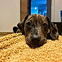 dog, puppy, close_up, face, nose, eyes, whiskers, brindle, brown, blanket, textured_blanket, indoor, cozy, laundry_basket, shallow_depth_of_field, floor, home, portrait, pet, resting