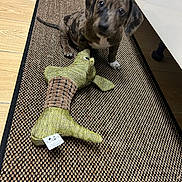 Billy a rejoint le concours — aidez-le/la à gagner de superbes lots ! puppy, dog, plush_toy, crocodile_toy, rug, mat, woven_rug, hardwood_floor, indoor, pet, puppy_paws, spotted_coat, small_dog, curious_look, sitting, looking_up, blurred_face, toy_tag, cabinet, playful