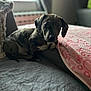 Billy participe au concours pour gagner de l'argent avec cette photo : dog, puppy, dachshund, pet, brindle, indoor, bed, blanket, couch, pillow, curtain, window, fur, portrait, looking_at_camera, bokeh, cozy, cute, relaxed, small_dog