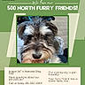 Princess Aka Tootie is registered to the contest to win money with this photo: animal, apartment_advertisement, beard, black_and_white, brown_and_white, close_up, dog, expressive_eyes, floppy_ears, furry, green_background, indoor, nose, pet, pet_friendly, photograph, portrait, printed_text, schnauzer, scruffy