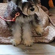 Princess Aka Tootie is registered to the contest to win money with this photo: animal, black_fur, blanket, collar, couch, cozy, dog, floppy_ears, front_view, gray_fur, indoors, paws, pet, pink_collar, portrait, puppy, shaggy_fur, sitting, small_dog, white_fur