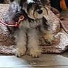 animal, black_fur, blanket, collar, couch, cozy, dog, floppy_ears, front_view, gray_fur, indoors, paws, pet, pink_collar, portrait, puppy, shaggy_fur, sitting, small_dog, white_fur