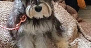 Princess Aka Tootie is registered to the contest to win money with this photo: blanket, brown_fur, chair, companion_animal, cozy, cushion, dog, fluffy, gray_fur, indoors, leash, long_hair, looking_at_camera, pet, pink_leash, portrait, shaggy, sitting, small_dog, white_fur