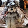 blanket, brown_fur, chair, companion_animal, cozy, cushion, dog, fluffy, gray_fur, indoors, leash, long_hair, looking_at_camera, pet, pink_leash, portrait, shaggy, sitting, small_dog, white_fur
