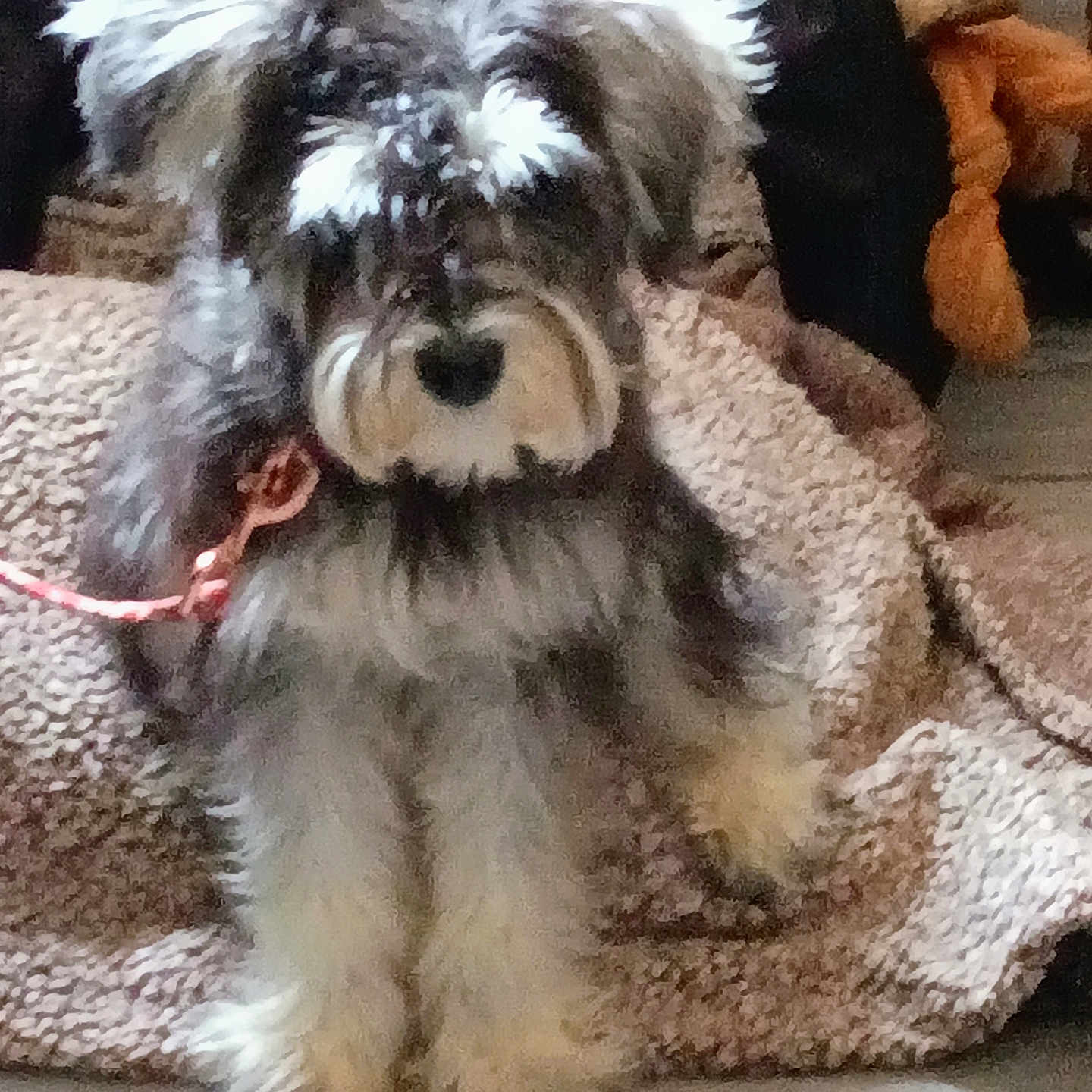 Princess Aka Tootie