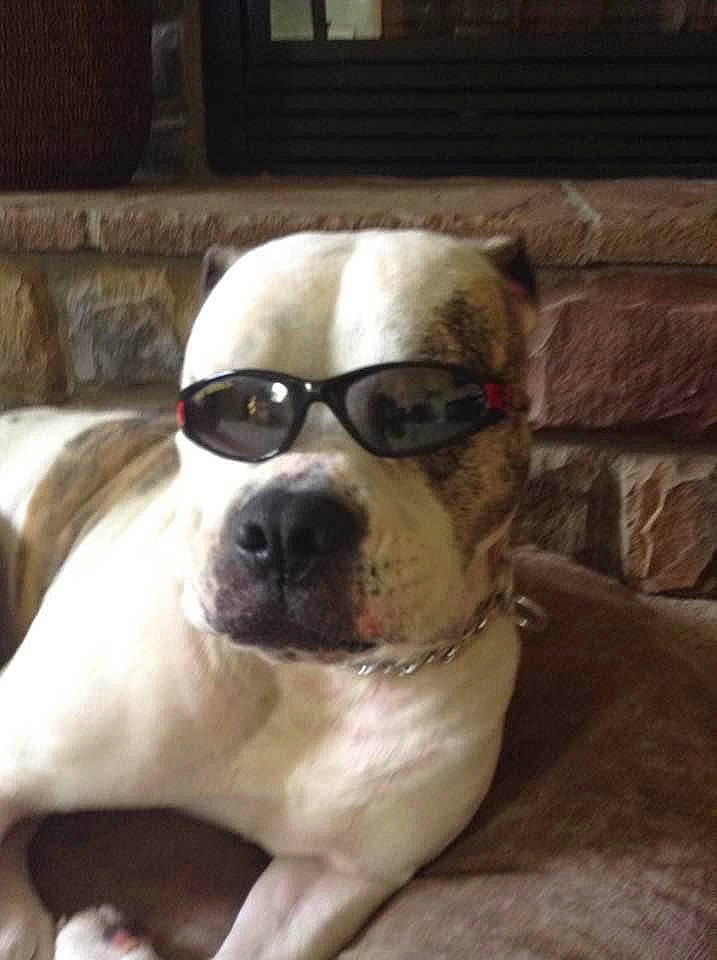 Lilly is registered to the contest to win money with this photo: canidae, carnivore, collar, companion_dog, dog, dog_breed, dog_collar, eyewear, fawn, fur, pet_supply, puppy, snout, sporting_group, sunglasses, toy_dog, whiskers, wood, working_animal, wrinkle