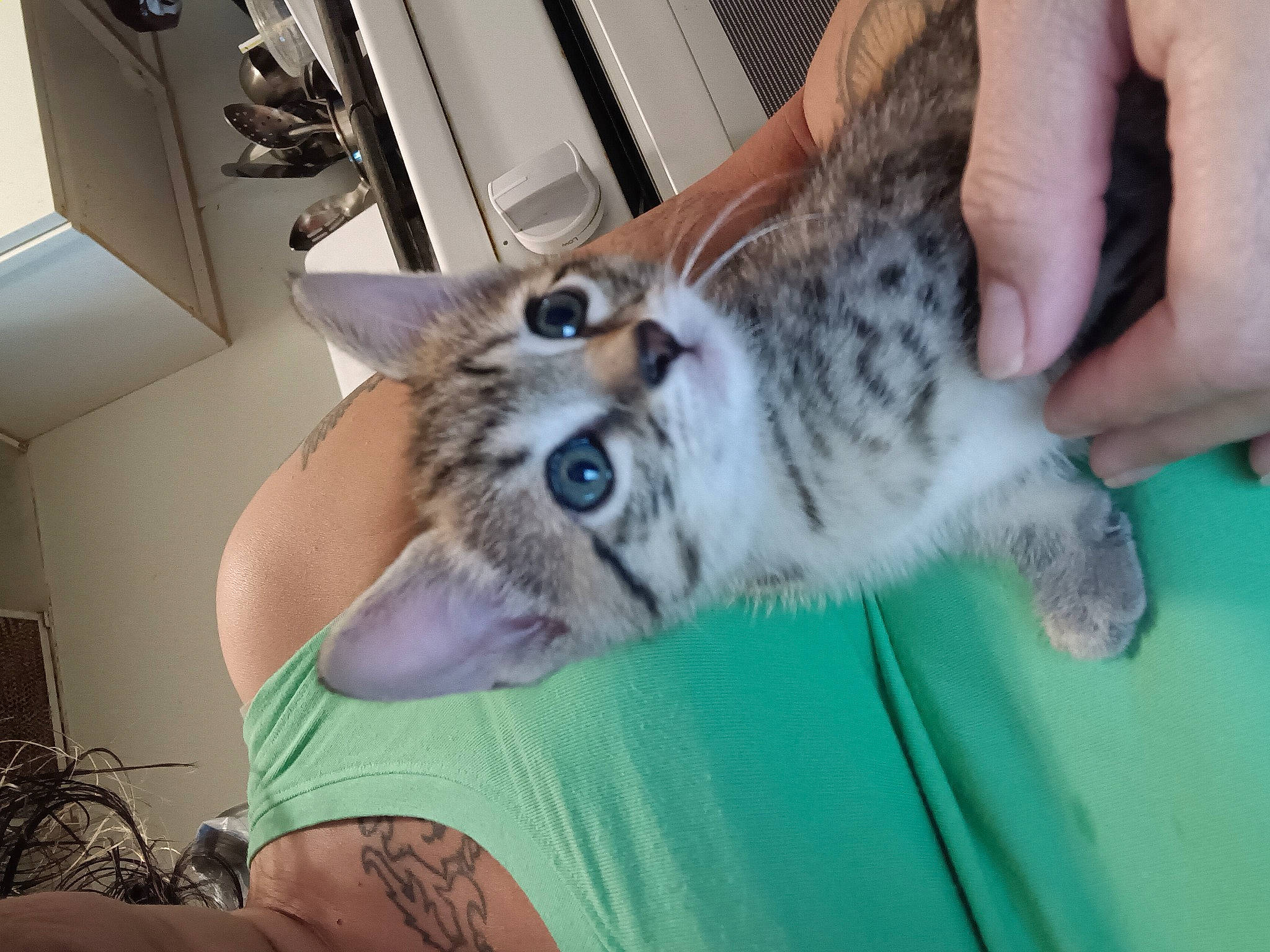 Karai joined the competition — help win amazing prizes! bed, big_cats, carnivore, cat, claw, comfort, couch, domestic_short_haired_cat, felidae, fur, hand, human_leg, nail, paw, room, small_to_medium_sized_cats, snout, tail, thigh, whiskers