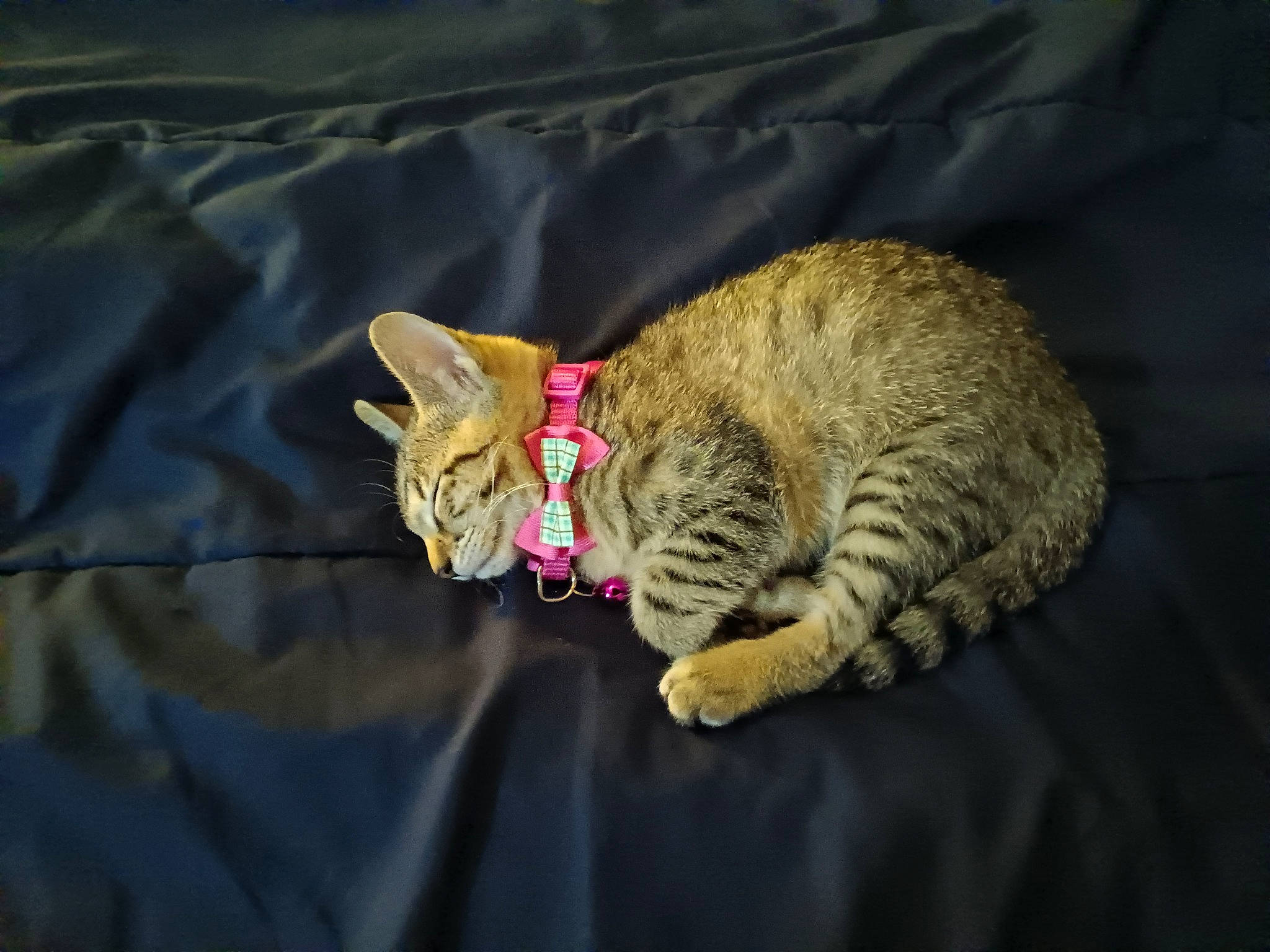 Karai joined the competition — help win amazing prizes! art, bed, carnivore, cat, claw, comfort, darkness, domestic_short_haired_cat, felidae, fur, linens, nap, paw, sleep, small_to_medium_sized_cats, tail, terrestrial_animal, textile, whiskers