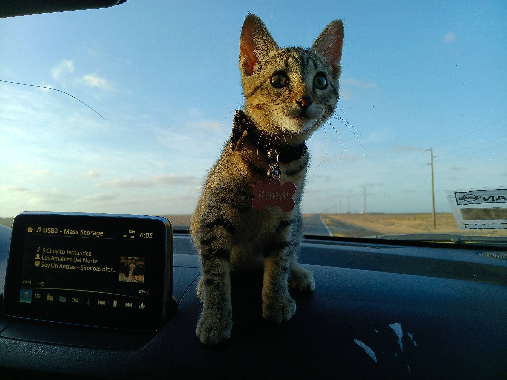 Karai is registered to the contest to win money with this photo: auto_part, automotive_exterior, automotive_window_part, carnivore, cat, claw, cloud, domestic_short_haired_cat, felidae, foot, fur, paw, sky, small_to_medium_sized_cats, snout, tail, terrestrial_animal, whiskers, windscreen_wiper, windshield