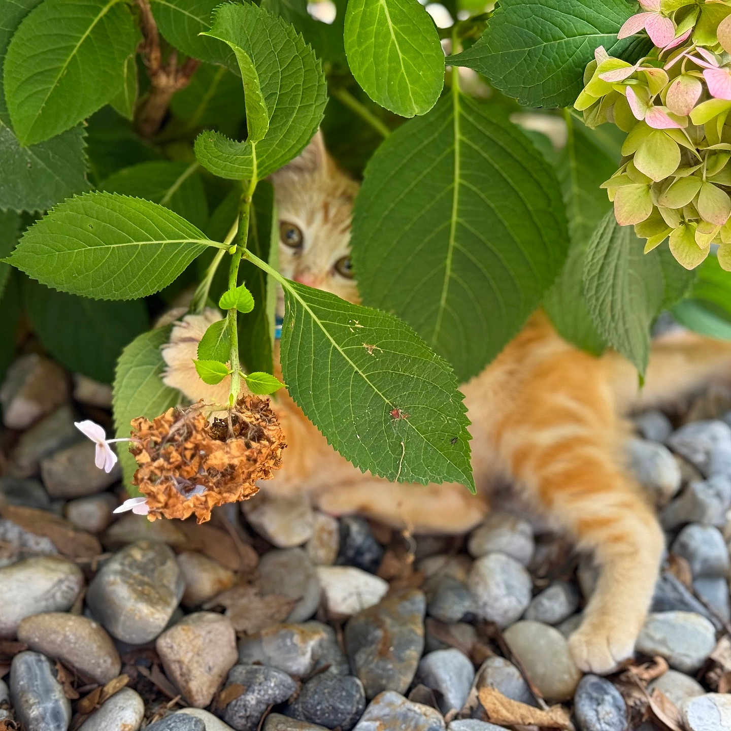 Millie is registered to the contest to win money with this photo: cat, orange_tabby, green_leaves, plants, rocks, garden, nature, outdoor, hide_and_seek, peeking, fur, animal, curious, playful, close_up, leaf_detail, natural_light, summer, small_animal, camouflage