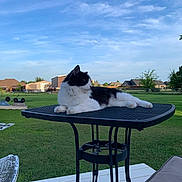 Stache is registered to the contest to win money with this photo: cat, black_and_white_cat, fluffy, feline, pet, animal, lying_down, relaxed, outdoor, backyard, trampoline, patio, garden, grass, blue_sky, clouds, suburban, houses, furniture, sunlight