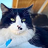 Stache joined the competition — help win amazing prizes! cat, black_and_white, pet, animal, feline, portrait, close_up, tuxedo_cat, green_eyes, whiskers, fluffy, fur, blue_tag, collar, outdoor, sunlight, blurred_background, looking_at_camera, sitting, letterbox_bars